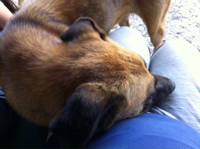 Juli 2012 Aysun ins Waldtierheim Aktionstreunerhunde.nl