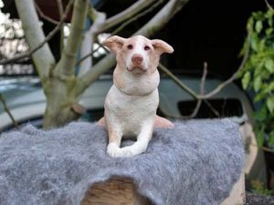 Geboetseerd beeld van je hond of kat