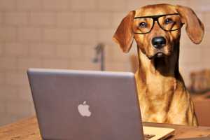 dog-using-laptop-computer