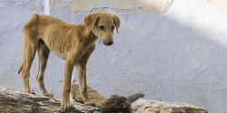 india_dog5